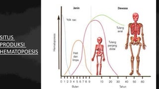 SITUS
PRODUKSI
HEMATOPOESIS
 