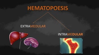 HEMATOPOESIS
EXTRAMEDULAR
INTRAMEDULAR
 