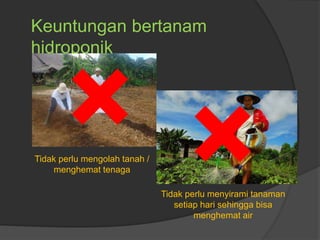 Keuntungan bertanam
hidroponik
Tidak perlu mengolah tanah /
menghemat tenaga
Tidak perlu menyirami tanaman
setiap hari sehingga bisa
menghemat air
 