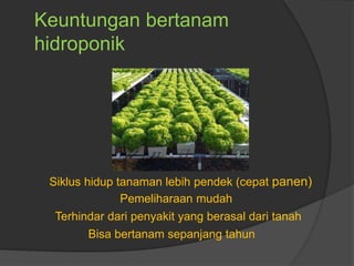 Siklus hidup tanaman lebih pendek (cepat panen)
Pemeliharaan mudah
Bisa bertanam sepanjang tahun
Keuntungan bertanam
hidroponik
Terhindar dari penyakit yang berasal dari tanah
 
