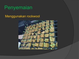 Penyemaian
Menggunakan rockwool
 