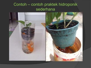 Contoh – contoh praktek hidroponik
sederhana
 