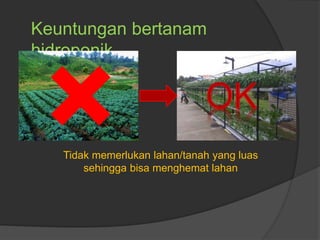 Keuntungan bertanam
hidroponik
Tidak memerlukan lahan/tanah yang luas
sehingga bisa menghemat lahan
 