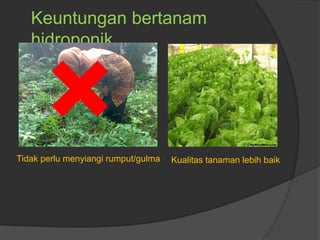 Keuntungan bertanam
hidroponik
Tidak perlu menyiangi rumput/gulma Kualitas tanaman lebih baik
 