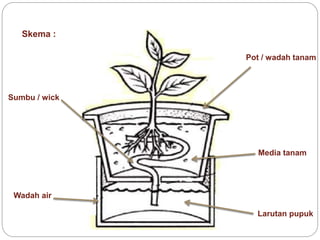 Skema :
Pot / wadah tanam
Wadah air
Sumbu / wick
Larutan pupuk
Media tanam
 