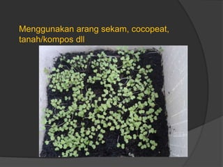 Menggunakan arang sekam, cocopeat,
tanah/kompos dll
 