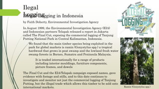 In August 1999, the Environmental Investigation Agency (EIA)
and Indonesian partners Telapak released a report in Jakarta
called The Final Cut, exposing the commercial logging of Tanjung
Putting National Park in Central Kalimantan, Indonesia.
Illegal Logging in Indonesia
Ilegal
Logging
by Faith Doherty, Environmental Investigation Agency
We found that the main timber species being exploited in the
park for global markets is ramin (Gonystylus spp.) a tropical
hardwood that grows in peat swamp and the lowland fresh water
swamp forests in Borneo, Sumatra and Peninsula Malaysia.
Ramin (Gonystylus spp.)
It is traded internationally for a range of products
including interior mouldings, furniture components,
picture frames, and dowels
The Final Cut and the EIA/Telapak campaign exposed names, gave
evidence with footage and stills, and to this date continues to
investigate and monitor not just the commercial logging of Tanjung
Putting, but the illegal trade which allows this timber to be sold onto
international markets.
 
