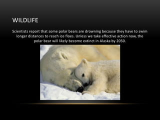 WILDLIFE
Scientists report that some polar bears are drowning because they have to swim
longer distances to reach ice floes. Unless we take effective action now, the
polar bear will likely become extinct in Alaska by 2050.

 