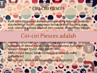 CIRI-CIRI PIESCES 
• Kulit atau integumen banyak mengandung kelenjar mukosa 
atau kelenjar lendir; umumnya tertutup oleh squama atau 
sisik; ctenoid, ganoid,placoid dan cycloid; ekstrimitas berupa 
sirip 
Ciri-ciri Piesces adalah 
• Mulut , terletak di ujung, berupa celah mulut atau rima oris, 
bergigi, rahang tumbuh dengan baik 
• Hidung, hanya berupa celah hidung (fovea nasalis), terdapat 
sepasang di dorsal mulut (belum mempunyai hubungan 
dengan rongga mulut atau cavum oris) 
• Mata,relatif besar, tidak mempunyai kelopak mata 
(palpebrae) 
• Pernafasan, dilakukan dengan insang (branchii) 
 