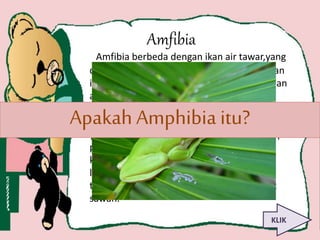 Amfibia 
Amfibia berbeda dengan ikan air tawar,yang 
disebut hewan amfibia karena habitat hewan 
ini yang dapat hidup di 2 alam,yaitu darat dan 
air tapi tidak semua jenis amfibia mampu 
hidup di 2 tempat dalam hidupnya.Seperti 
jenis katak yaitu salamander dan caecilian ada 
yang hanya hidup di air atau di darat saja.Tapi 
pada umumnya,tempat hidupnya secara 
keseluruhan berada dekat tempat yang 
lembap seperti rawa dan hutan hujan 
tropis.Contoh:kodok, salamander,dan katak 
sawah. 
Apakah Amphibia itu? 
KLIK 
 