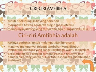 CIRI-CIRI AMFIBHIA 
• tubuh diselubungi kulit yang berlendir 
• merupakan hewan berdarah dingin (poikiloterm) 
• mempunyai jantung yang terdiri dari tiga ruangan yaitu dua 
serambi dan satu bilik 
Ciri-ciri Amfibhia adalah 
• mempunyai dua pasang kaki dan pada setiap kakinya terdapat 
selaput renang yang terdapat di antara jari-jari kakinya dan 
kakinya berfungsi untuk melompat dan berenang 
• matanya mempunyai selaput tambahan yang disebut 
membrana niktitans yang sangat berfungsi waktu menyelam 
• berkembang biak dengan cara melepaskan telurnya dan 
dibuahi oleh yang jantan di luar tubuh induknya (pembuahan 
eksternal). 
 