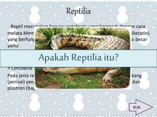 Reptilia 
Reptil merupakan hewan vertebrata yang bergerak dengan cara 
melata.Memiliki kulit bersisik yang terbuat dari zat tanduk (keratin) 
yang berfungsi mencegah kekeringan.Species reptilia 3 ordo besar 
yaitu: 
> Chelonia (reptilia Apakah bercangkang) 
Reptilia itu? 
> Squamata (reptilia dengan kulit bersisik) 
> Corcodilia (bangsa buaya) 
Pada jenis reptilia,pada bangsa kura-kura mempunyai cangkang 
(perisai) yang keras disebut dengan keraapak (bagian atas) dan 
plastron (bagian bawah) 
KLIK 
 