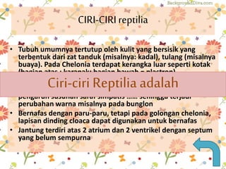CIRI-CIRI reptilia 
• Tubuh umumnya tertutup oleh kulit yang bersisik yang 
terbentuk dari zat tanduk (misalnya: kadal), tulang (misalnya 
buaya). Pada Chelonia terdapat kerangka luar seperti kotak 
(bagian atas : karapak; bagian bawah = plastron) 
Ciri-ciri Reptilia adalah 
• Warna kulit disebabkan oleh sel-sel yang mengandung 
pigmen disebut kromatofore ….. yang kerjanya dibawah 
pengaruh susunan saraf simpatis …… sehingga terjadi 
perubahan warna misalnya pada bunglon 
• Bernafas dengan paru-paru, tetapi pada golongan chelonia, 
lapisan dinding cloaca dapat digunakan untuk bernafas 
• Jantung terdiri atas 2 atrium dan 2 ventrikel dengan septum 
yang belum sempurna 
 