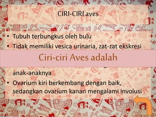 CIRI-CIRI aves 
• Tubuh terbungkus oleh bulu 
• Tidak memiliki vesica urinaria, zat-zat ekskresi 
setengah Ciri-padat 
ciri Aves adalah 
• Berkemampuan untuk melindungi telur dan 
anak-anaknya 
• Ovarium kiri berkembang dengan baik, 
sedangkan ovarium kanan mengalami involusi 
 