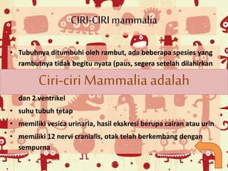 CIRI-CIRI mammalia 
• Tubuhnya ditumbuhi oleh rambut, ada beberapa spesies yang 
rambutnya tidak begitu nyata (paus, segera setelah dilahirkan 
rambut-rambutnya akan mengalami involusi atau menghilang) 
Ciri-ciri Mammalia adalah 
• jantung sudah sempurna terbagi menjadi 4 ruangan; 2 atrium 
dan 2 ventrikel 
• suhu tubuh tetap 
• memiliki vesica urinaria, hasil ekskresi berupa cairan atau urin 
• memiliki 12 nervi cranialis, otak telah berkembang dengan 
sempurna 
 
