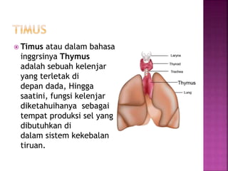 Sel Timus Presentasi IPA Kelompok 3 Sistem Kelenjar Limfe dan Peredaran Darah | PPTX