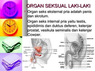 ORGAN SEKSUAL LAKI-LAKIORGAN SEKSUAL LAKI-LAKI
 Organ seks eksternal pria adalah penisOrgan seks eksternal pria adalah penis
dan skrotum.dan skrotum.
Organ seks internal pria yaitu testis,Organ seks internal pria yaitu testis,
epididimis dan duktus deferen, kelenjarepididimis dan duktus deferen, kelenjar
prostat, vesikula seminalis dan kelenjarprostat, vesikula seminalis dan kelenjar
Cowper.Cowper.
 
