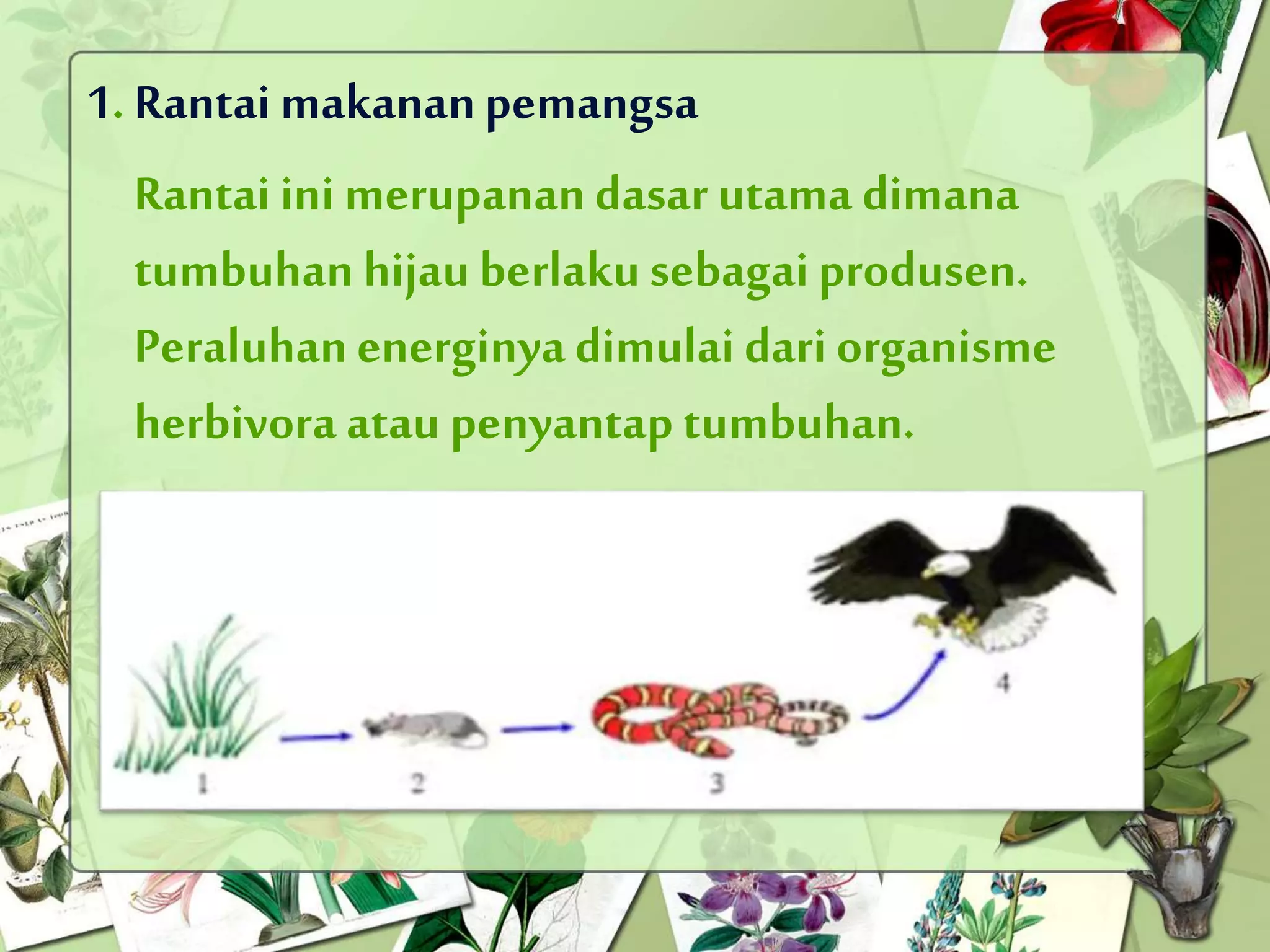materi, energi dan perubahannya (rantai makanan & jaring makanan) PPT