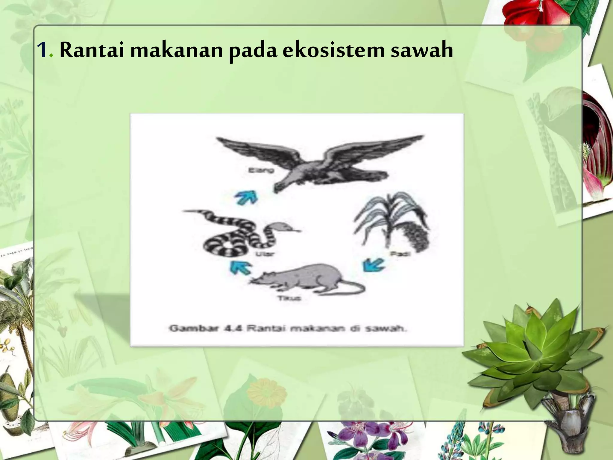 materi, energi dan perubahannya (rantai makanan & jaring makanan) PPT