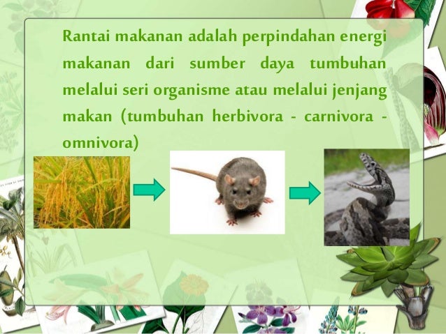 Materi, energi dan perubahannya (rantai makanan & jaring 