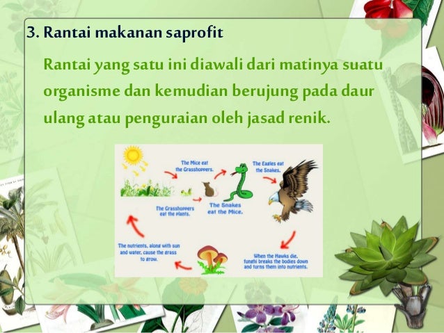 Materi Energi Dan Perubahannya Rantai Makanan Jaring Makanan