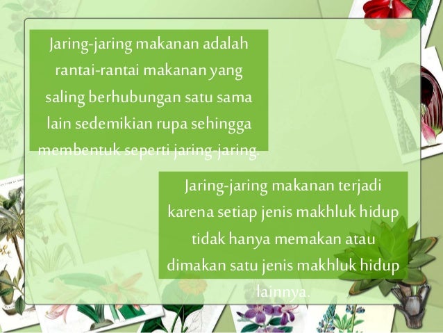 Gambar Ekosistem Gambar Jaring Makanan Sawah di Rebanas 