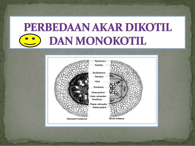 PRESENTASE AKAR PRESENTASE AKAR