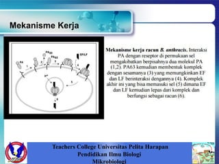 Mekanisme Kerja
Teachers College Universitas Pelita Harapan
Pendidikan Ilmu Biologi
Mikrobiologi
 
