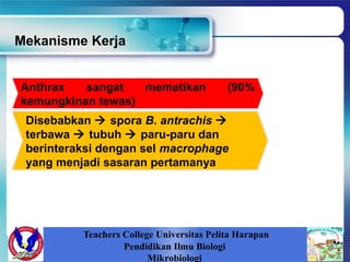 Anthrax sangat mematikan (90%
kemungkinan tewas)
Disebabkan  spora B. antrachis 
terbawa  tubuh  paru-paru dan
berinteraksi dengan sel macrophage
yang menjadi sasaran pertamanya
Mekanisme Kerja
Teachers College Universitas Pelita Harapan
Pendidikan Ilmu Biologi
Mikrobiologi
 