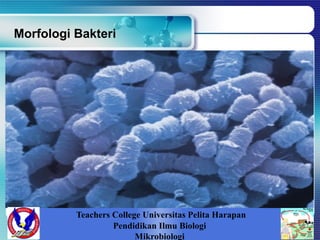 Morfologi Bakteri
Teachers College Universitas Pelita Harapan
Pendidikan Ilmu Biologi
Mikrobiologi
 