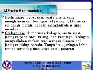 Teachers College Universitas Pelita Harapan
Pendidikan Ilmu Biologi
Mikrobiologi
Lechitinase merupakan suatu enzim yang
menghancurkan berbagai sel jaringan, khususnya
sel darah merah, dengan menghidrolisis lipid
membran
Collagenase  merusak kolagen, suatu serat
jaringan pada otot, tulang, dan kartilago. Kolagen
menyediakan mekanisme sarngan dimana sel
jaringan hidup berada. Tanpa itu , jaringan lebih
rentan terhadap masuknya suatu patogen
Enzim Ekstraseluler
 