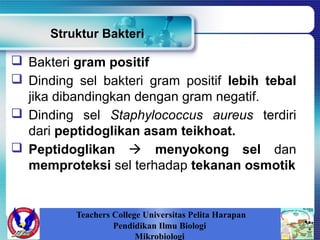 Struktur Bakteri
 Bakteri gram positif
 Dinding sel bakteri gram positif lebih tebal
jika dibandingkan dengan gram negatif.
 Dinding sel Staphylococcus aureus terdiri
dari peptidoglikan asam teikhoat.
 Peptidoglikan  menyokong sel dan
memproteksi sel terhadap tekanan osmotik
Teachers College Universitas Pelita Harapan
Pendidikan Ilmu Biologi
Mikrobiologi
 