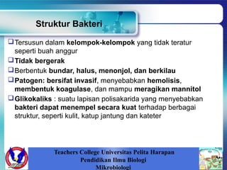 Struktur Bakteri
Tersusun dalam kelompok-kelompok yang tidak teratur
seperti buah anggur
Tidak bergerak
Berbentuk bundar, halus, menonjol, dan berkilau
Patogen: bersifat invasif, menyebabkan hemolisis,
membentuk koagulase, dan mampu meragikan mannitol
Glikokaliks : suatu lapisan polisakarida yang menyebabkan
bakteri dapat menempel secara kuat terhadap berbagai
struktur, seperti kulit, katup jantung dan kateter
Teachers College Universitas Pelita Harapan
Pendidikan Ilmu Biologi
Mikrobiologi
 