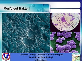 Morfologi Bakteri
Teachers College Universitas Pelita Harapan
Pendidikan Ilmu Biologi
Mikrobiologi
 