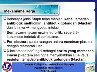 Mekanisme Kerja
Teachers College Universitas Pelita Harapan
Pendidikan Ilmu Biologi
Mikrobiologi
Beberapa jenis Staph telah menjadi kebal terhadap
antibiotik methicillin, antibiotik golongan β-lactam
dan lainnya  mengobati infeksi.
Bermacam-macam enzim hidrolitik, seperti β-
lactamase terletak di periplasma.
Periplasma : suatu ruangan antara membran plasma
dengan membran luar.
β-lactamase berfungsi sebagai enzim yang memecah
cincin β-lactam sehingga menyebabkan S. aureus
resisten terhadap antibiotik golongan β-lactam.
 