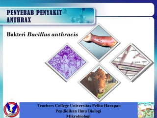 PENYEBAB PENYAKIT
ANTHRAX
Teachers College Universitas Pelita Harapan
Pendidikan Ilmu Biologi
Mikrobiologi
Bakteri Bacillus anthracis
 
