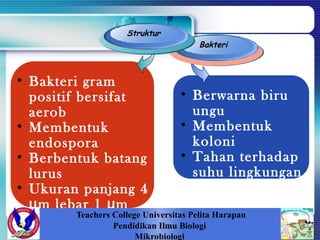 • Bakteri gram
positif bersifat
aerob
• Membentuk
endospora
• Berbentuk batang
lurus
• Ukuran panjang 4
m lebar 1 mμ μ
Bakteri
Struktur
• Berwarna biru
ungu
• Membentuk
koloni
• Tahan terhadap
suhu lingkungan
panas dan kering
Teachers College Universitas Pelita Harapan
Pendidikan Ilmu Biologi
Mikrobiologi
 