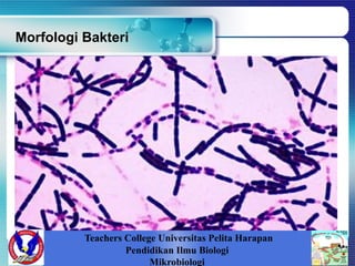Morfologi Bakteri
Teachers College Universitas Pelita Harapan
Pendidikan Ilmu Biologi
Mikrobiologi
 