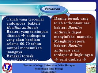 •Daging ternak yang
telah terkontaminasi
bakteri Bacillus
anthracis dapat
menginfeksi manusia.
•Menghirup spora
bakteri Bacillus
anthracis yang
terdapat dilingkungan
 sulit diobati 
fatal
•Spora dapat masuk ke
Penularan
•Tanah yang tercemar
endospora bakteri
Bacillus anthracis
•Bakteri yang tersimpan
ditanah  endospora
yang akan berdiam
selama 60-70 tahun
sampai menemukan
inangnya
•Bangkai ternak
pengidap Anthrax
Teachers College Universitas Pelita Harapan
Pendidikan Ilmu Biologi
Mikrobiologi
 