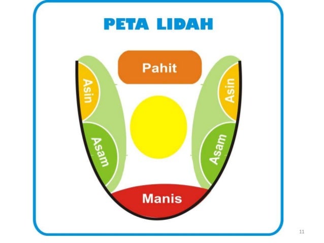 Alat Indra : Kulit dan Lidah