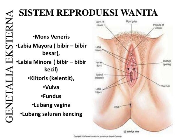 Anatomi Fisiologi sistem Reproduksi pada manusia Anatomi Fisiologi sistem Reproduksi pada manusia