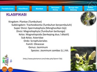 Senyawa         Bunga dan    Daftar
Pendahuluan   Klasifikasi         Manfaat
                                                     Kimia           Batang     Pustaka




      Kingdom: Plantae (Tumbuhan)
         Subkingdom: Tracheobionta (Tumbuhan berpembuluh)
           Super Divisi: Spermatophyta (Menghasilkan biji)
             Divisi: Magnoliophyta (Tumbuhan berbunga)
               Kelas: Magnoliopsida (berkeping dua / dikotil)
                  Sub Kelas: Asteridae
                     Ordo: Scrophulariales
                       Famili: Oleaceae
                         Genus: Jasminum
                           Spesies: Jasminum sambac (L.) Ait.

                   (http://www.plantamor.com/index.php?plant=726)
 