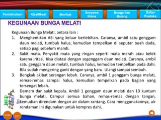 Senyawa        Bunga dan        Daftar
Pendahuluan   Klasifikasi    Manfaat
                                            Kimia          Batang         Pustaka




    Kegunaan Bunga Melati, antara lain :
    1. Menghentikan ASI yang keluar berlebihan. Caranya, ambil satu genggam
        daun melati, tumbuk halus, kemudian tempelkan di seputar buah dada,
        setiap pagi sebelum mandi.
    2. Sakit mata. Penyakit mata yang ringan seperti mata merah atau belek
        karena iritasi, bisa diatasi dengan segenggam daun melati. Caranya, ambil
        satu genggam daun melati, tumbuk halus, kemudian tempelkan pada dahi.
        Bila sudah mengering ganti dengan yang baru. Ulangi sampai sembuh.
    3. Bengkak akibat serangan lebah. Caranya, ambil 1 genggam bunga melati,
        remas-remas sampai halus, kemudian tempelkan pada bagian yang
        tersengat lebah.
    4. Demam dan sakit kepala. Ambil 1 genggam daun melati dan 10 kuntum
        bunga melati. Campur semua bahan, remas-remas dengan tangan,
        kemudian direndam dengan air dalam rantang. Cara menggunakannya, air
        rendaman ini digunakan untuk kompres dahi.
 