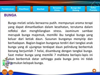 Senyawa    Bunga dan     Daftar
Pendahuluan   Klasifikasi   Manfaat
                                       Kimia      Batang      Pustaka




     Bunga melati selalu berwarna putih. mempunyai aroma terapi
     yang dapat dimanfaatkan dalam kesehatan, terutama dalam
     refleksi dan menghilangkan stress. Jasminum sambae
     merupak bunga majemuk, memilki ibu tangkai bunga yang
     keluar dari ketiak daun. Susunan bunganya menyirip dan
     berhadapan. Bagian-bagian bunganya terdiri dari tangkai anak
     bunga yang di ujungnya terdapat daun pelindung berbentuk
     benang berjumlah 7 helai, disambung dengan tangkai bunga.
     Saat mekar bunga yang memilki 7 mahkota berlapis-lapis ini
     akan berbentuk datar sehingga pada bunga jenis ini tidak
     ditemukan kelopak bunga.
 