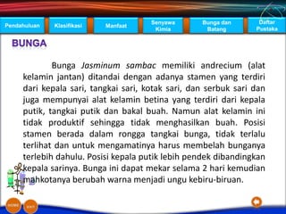 Senyawa      Bunga dan      Daftar
Pendahuluan   Klasifikasi   Manfaat
                                       Kimia        Batang       Pustaka




             Bunga Jasminum sambac memiliki andrecium (alat
     kelamin jantan) ditandai dengan adanya stamen yang terdiri
     dari kepala sari, tangkai sari, kotak sari, dan serbuk sari dan
     juga mempunyai alat kelamin betina yang terdiri dari kepala
     putik, tangkai putik dan bakal buah. Namun alat kelamin ini
     tidak produktif sehingga tidak menghasilkan buah. Posisi
     stamen berada dalam rongga tangkai bunga, tidak terlalu
     terlihat dan untuk mengamatinya harus membelah bunganya
     terlebih dahulu. Posisi kepala putik lebih pendek dibandingkan
     kepala sarinya. Bunga ini dapat mekar selama 2 hari kemudian
     mahkotanya berubah warna menjadi ungu kebiru-biruan.
 