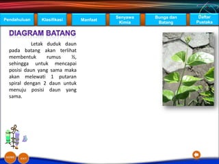 Senyawa   Bunga dan    Daftar
Pendahuluan   Klasifikasi      Manfaat
                                          Kimia     Batang     Pustaka




            Letak duduk daun
  pada batang akan terlihat
  membentuk       rumus   ½,
  sehingga untuk mencapai
  posisi daun yang sama maka
  akan melewati 1 putaran
  spiral dengan 2 daun untuk
  menuju posisi daun yang
  sama.
 