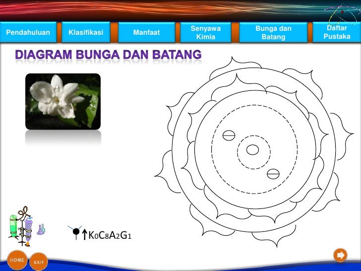 Presentasi kelompok bunga melati