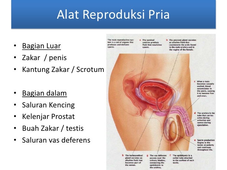 Hasil gambar untuk kesehatan reproduksi