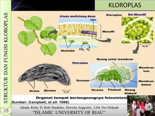 KLOROPLASSTRUKTURDANFUNGSIKLOROPLAS
Adinda Rizky D, Bobi Handoko, Deswita Anggraini, Lilik Nur Hidayah
“ISLAMIC UNIVERSITY OF RIAU”15
 