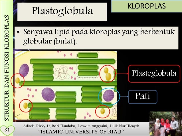 Presentasi kloroplas